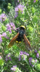 Megascolia maculata flavifrons