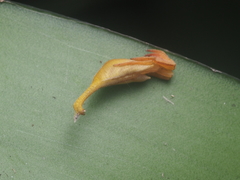 Arachnura melanura
