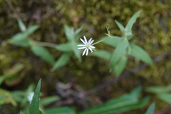 Stellaria vestita