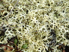 Xanthoparmelia semiviridis