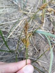 Carex arenaria