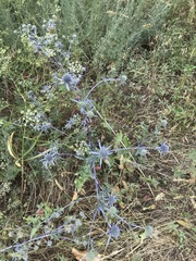 Eryngium planum