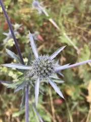 Eryngium planum