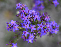 Calytrix leschenaultii
