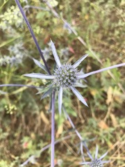 Eryngium planum