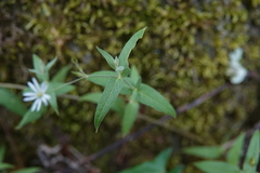 Stellaria vestita