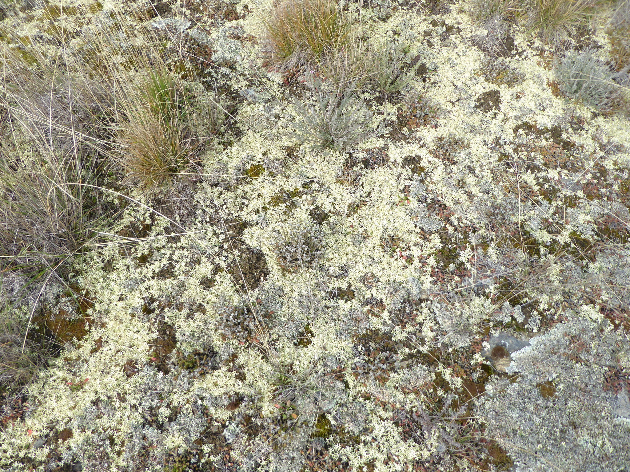 Xanthoparmelia image