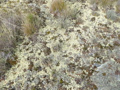 Xanthoparmelia semiviridis