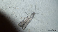 Phycitodes binaevella