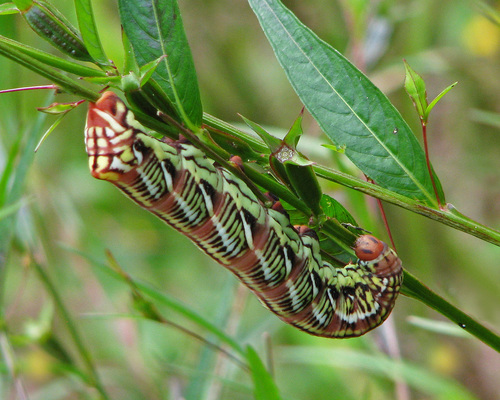 Banded Sphinx