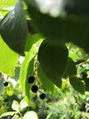 Prunus padus