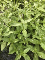 Veronica anagallis-aquatica