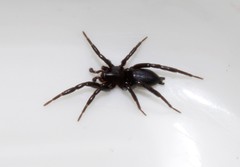 Drassyllus praeficus