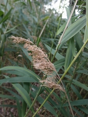 Phragmites australis