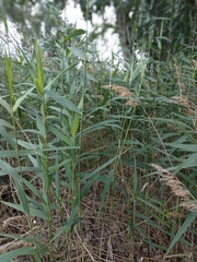Phragmites australis