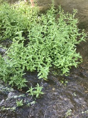Veronica anagallis-aquatica