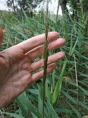Phragmites australis