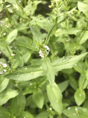 Veronica anagallis-aquatica
