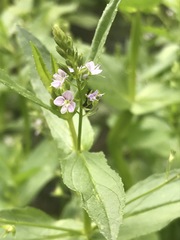 Veronica anagallis-aquatica