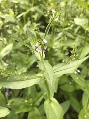 Veronica anagallis-aquatica