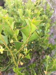Acacia littorea