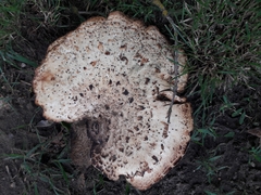 Cerioporus squamosus