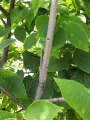 Prunus padus