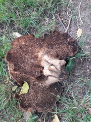 Cerioporus squamosus