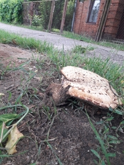 Cerioporus squamosus