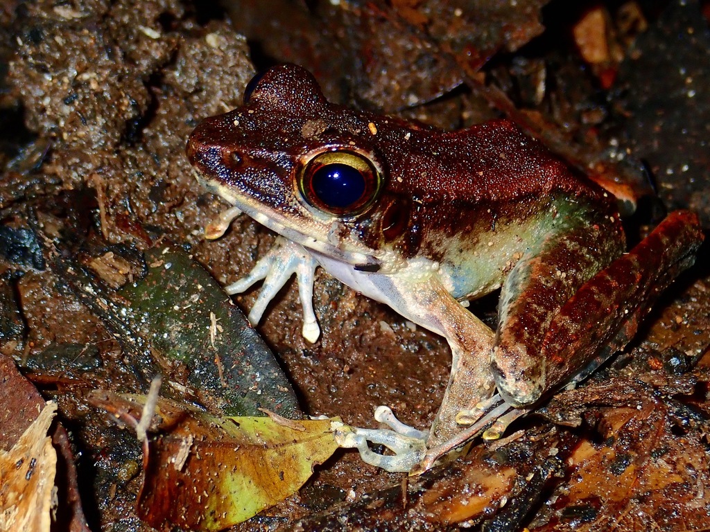 Meristogenys poecilus