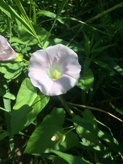 Calystegia sepium spectabilis