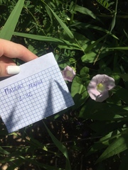Calystegia sepium spectabilis