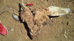 Carcharodon carcharias