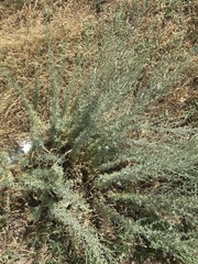 Artemisia frigida