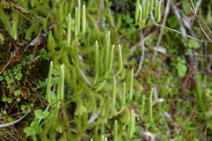 Lycopodium japonicum