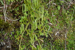 Lycopodium japonicum
