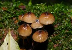 Mycena mulawaestris