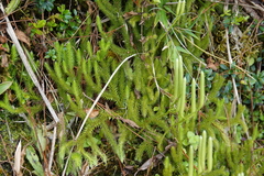 Lycopodium japonicum