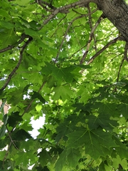 Acer platanoides