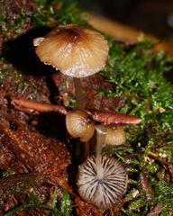 Mycena mulawaestris