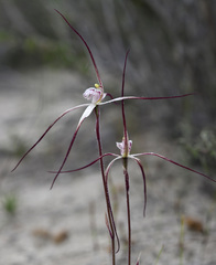 Caladenia polychroma