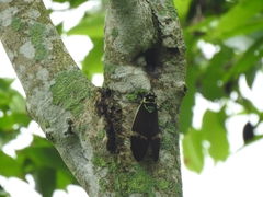 Formotosena seebohmi