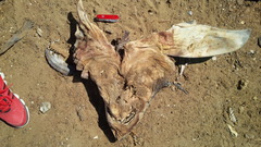 Carcharodon carcharias