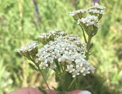 Achillea millefolium