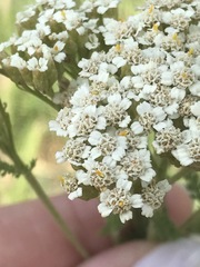 Achillea millefolium