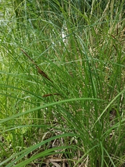 Carex