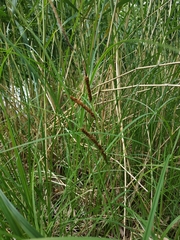 Carex