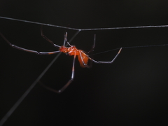 Argyrodes flavescens