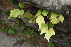 Cyrtomium caryotideum