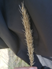 Leymus arenarius